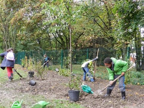 Heckenpflanzung am Altenheim in Saint Louis
